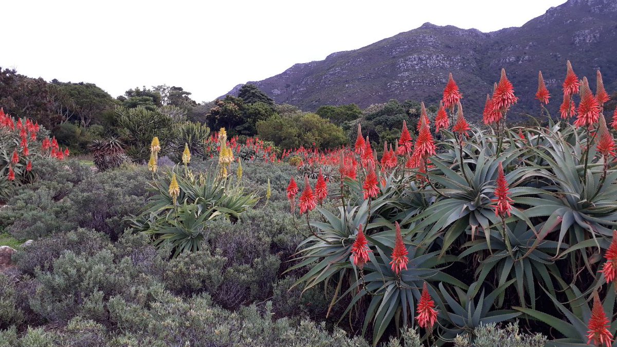 CTBig6's tweet photo. #InternationalDayofBiologicalDiversity aims to raise awareness of the world's biodiversity and environmental issues. This year's theme is 'our solutions are in nature'.
#DiscoverCTBig6Later #DreamKirstenbosch https://t.co/tIkJs7lQPA