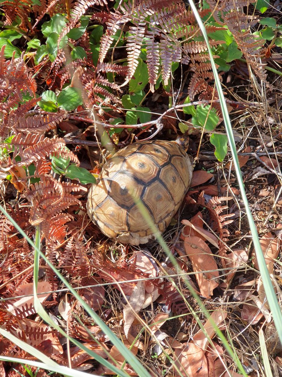 CTBig6's tweet photo. #InternationalDayofBiologicalDiversity aims to raise awareness of the world's biodiversity and environmental issues. This year's theme is 'our solutions are in nature'.
#DiscoverCTBig6Later #DreamKirstenbosch https://t.co/tIkJs7lQPA
