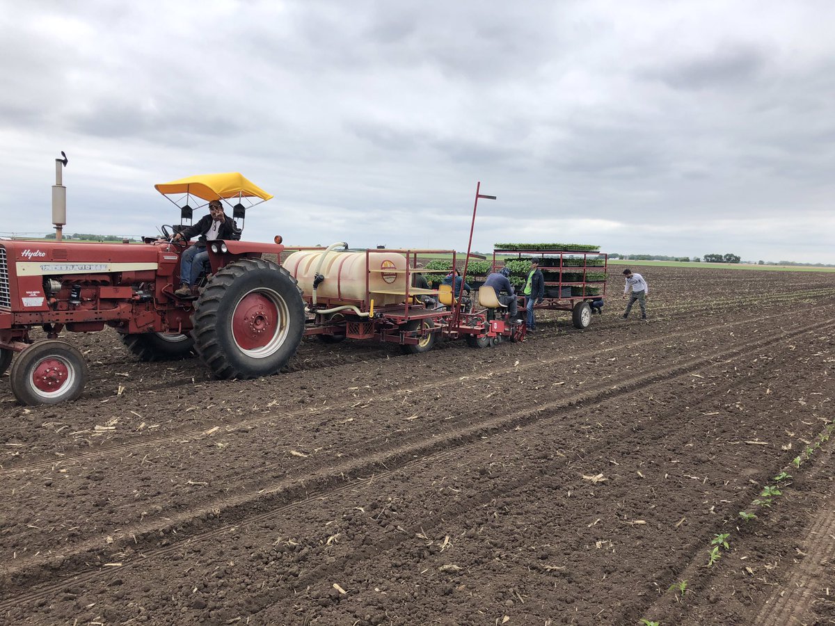 PahlsMarket's tweet photo. The Pahl’s Pepper crew was busy transplanting Peppers to our fields before the rain arrived.
#pahlfarms #pahlsplanted #pahlscsa https://t.co/f22zb7UAoQ