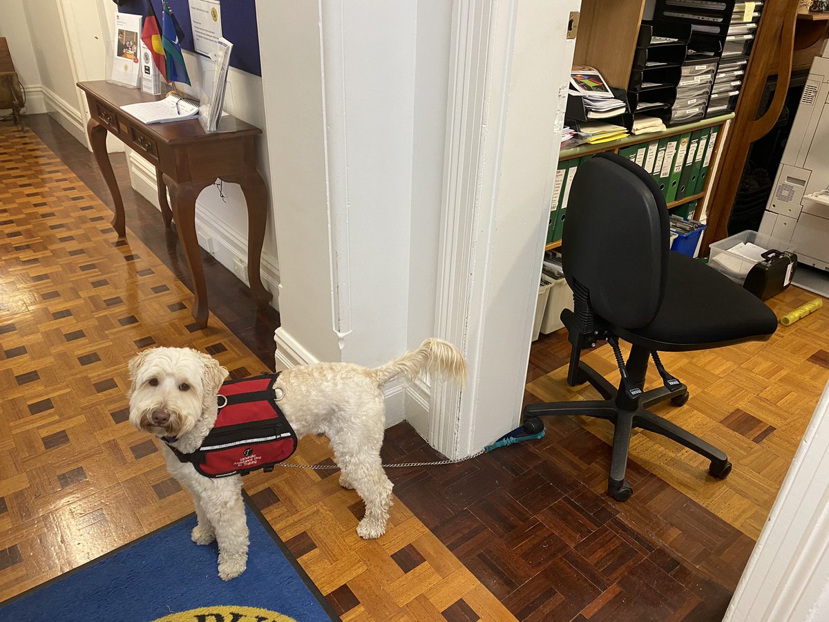 Was great to have the students back <a href="/SPS/">Sean Scanlon</a> today! Even Apollo had to become reacquainted with no wondering around the room as he took the chair for a walk 🙈