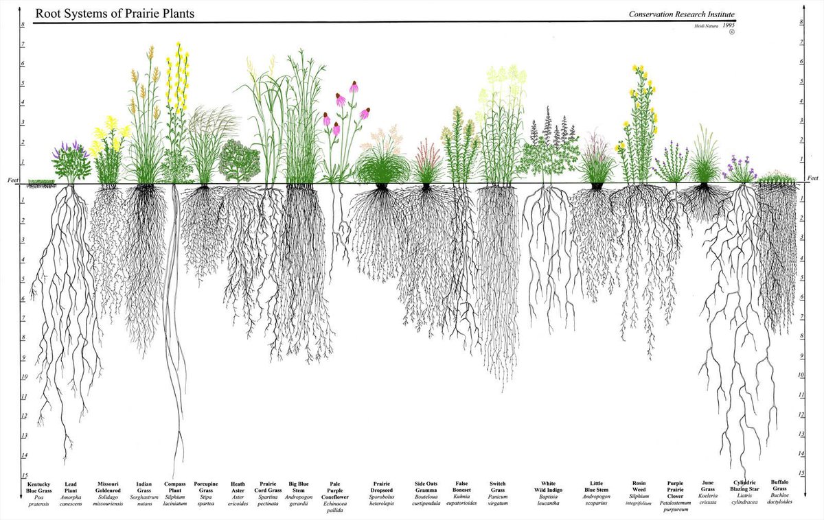 Here is a beautiful root depth chart for US native prairie plants vs turf grass. Turf grass is the sad ass little hyphen looking thing on the left.