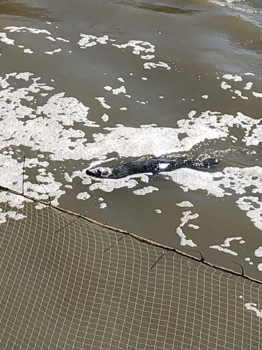 Amazing. We saw a seal where the water comes out of Cardiff Bay at the barrage today.  #lovePenarth #Penarth