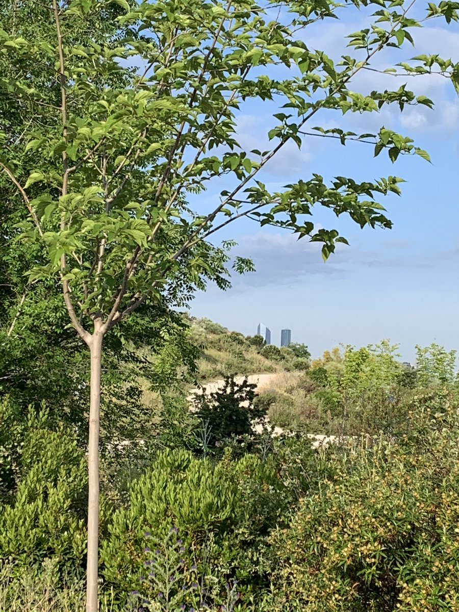 ciruelaclau's tweet photo. @LivingValdbebas @Valdebebas @AVValdebebas Preciosas vistas desde el parque! #parqueFelipeVI https://t.co/1XZrd96usR