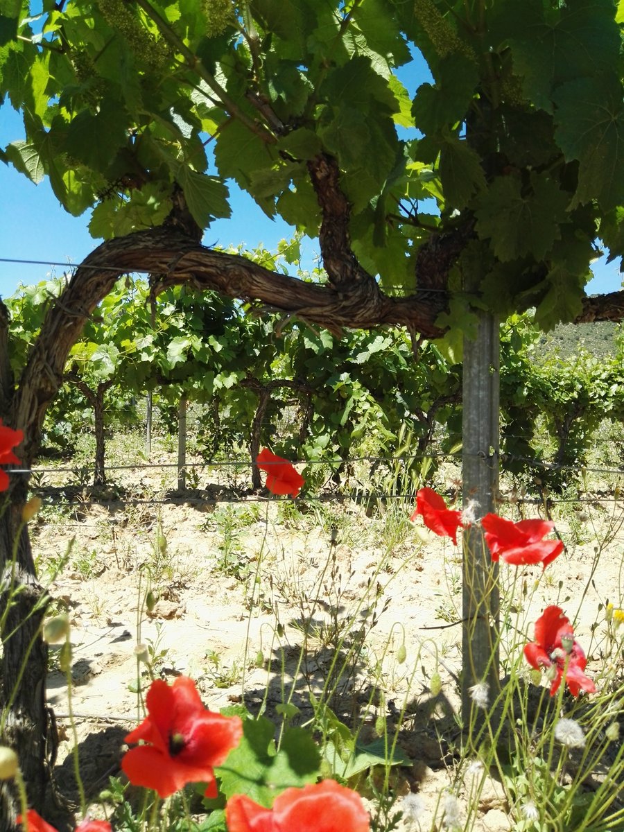 BodegaPirineos's tweet photo. La floración es un momento clave del ciclo anual de la vid, en el que se define la cantidad de granos de uva que tendrá un racimo. Es un momento muy delicado que determinará la vendimia... Y, de momento, ¡tiene muy buena pinta! 🍀 #BodegaPirineos #somontano #vendimia #viñedos https://t.co/S6e2hEe1Zh