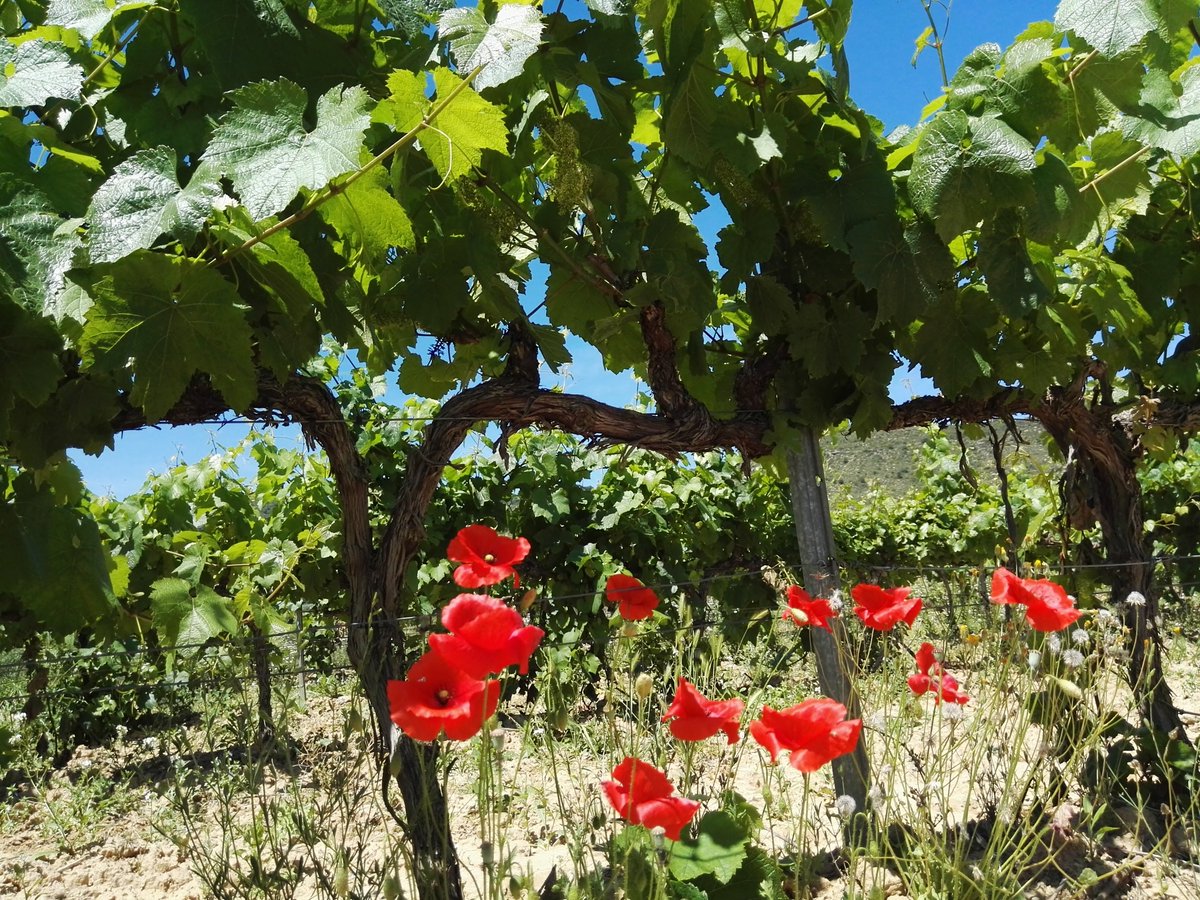 BodegaPirineos's tweet photo. La floración es un momento clave del ciclo anual de la vid, en el que se define la cantidad de granos de uva que tendrá un racimo. Es un momento muy delicado que determinará la vendimia... Y, de momento, ¡tiene muy buena pinta! 🍀 #BodegaPirineos #somontano #vendimia #viñedos https://t.co/S6e2hEe1Zh