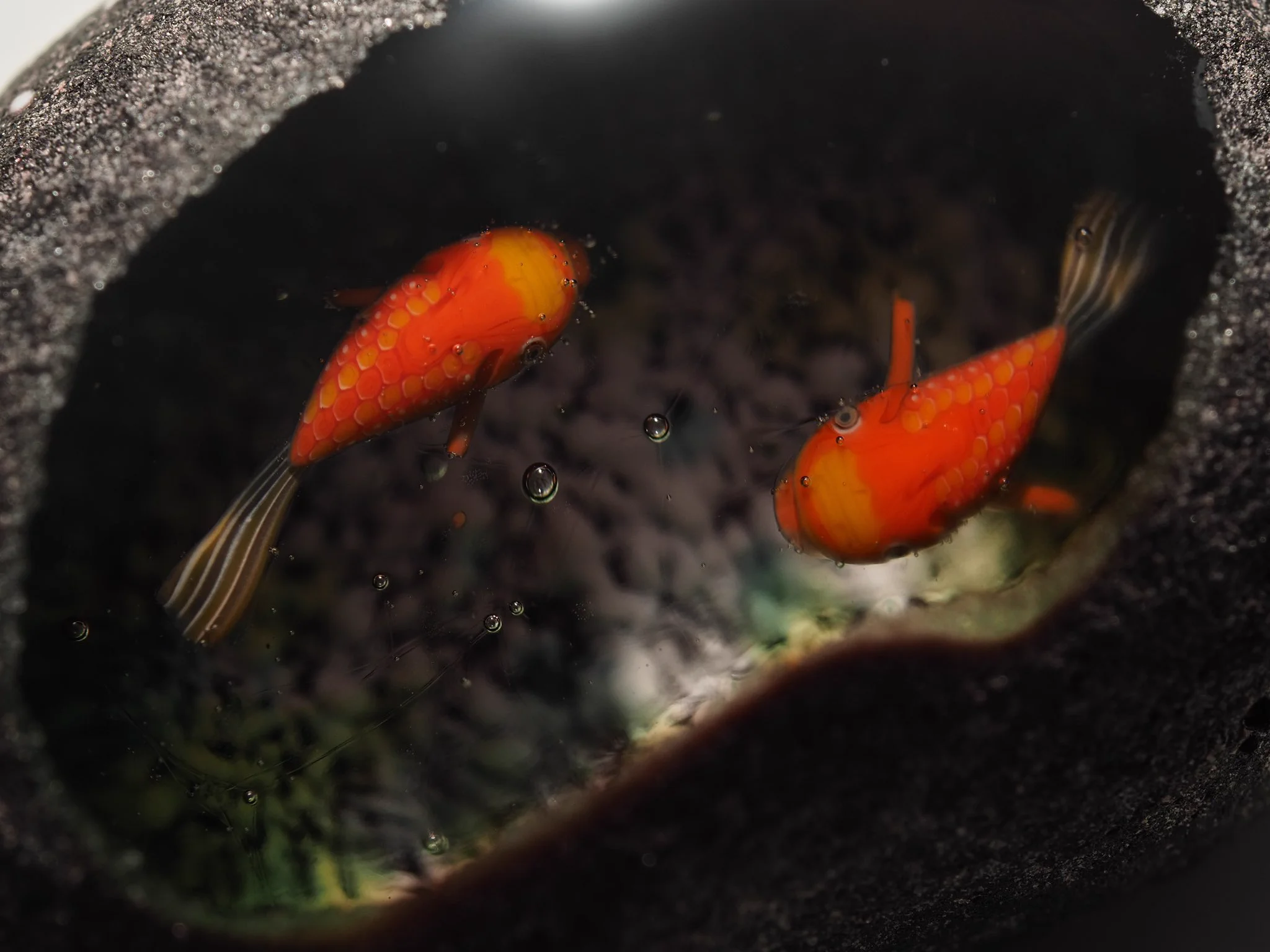 手のひらサイズのアクアリウムは見ているだけで心を和ませてくれそう