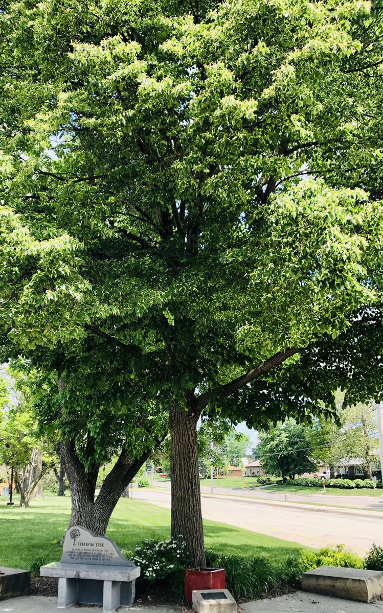OPS_Pawnee's tweet photo. Remembering those who sacrificed their lives for our freedom. #FreedomTree https://t.co/dqaX9cyCnB