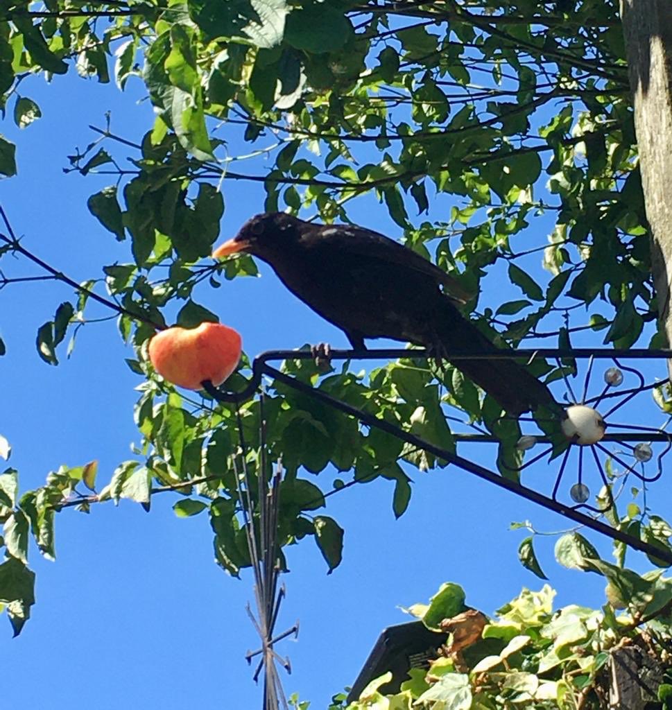 ⁦@CasualBirderPod⁩