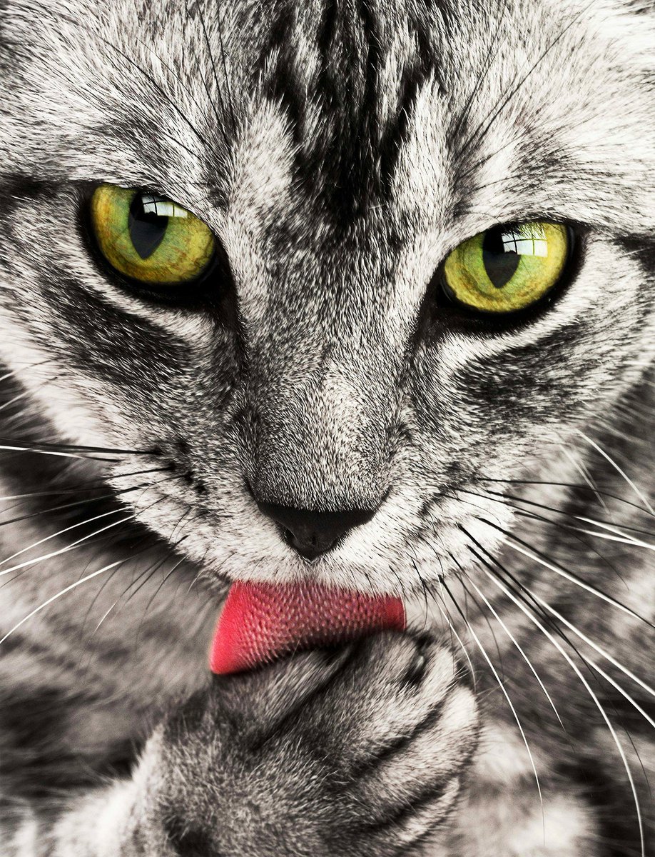 ecomakeupcom's tweet photo. ¿Sabes que mas de 90.000 animales mueren al año a manos de la industria de la cosmética? 🐵🐷 #EcoMakeUp https://t.co/z195EkOjt5