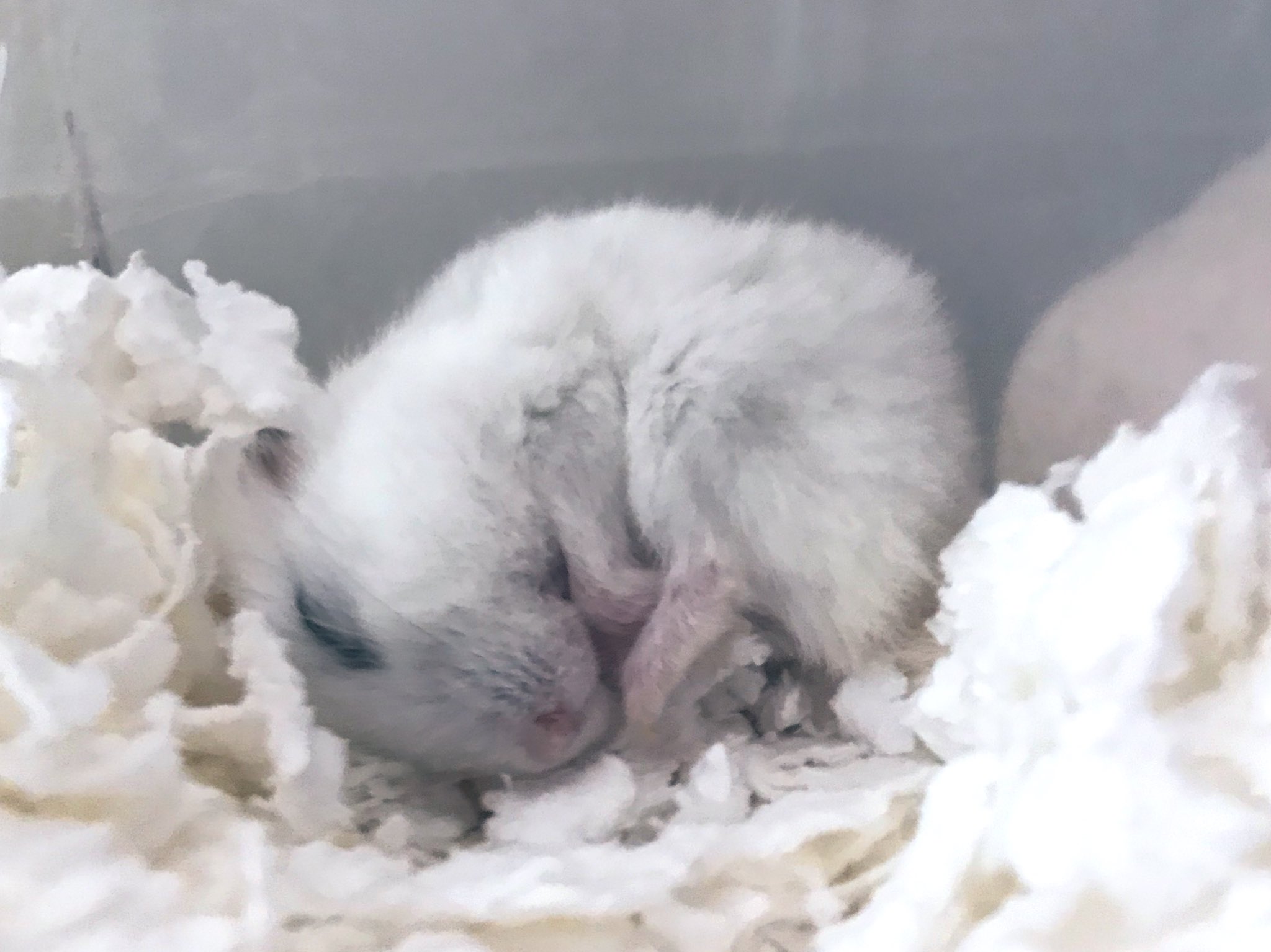 Moochan Mie W 17 Mie Twitter