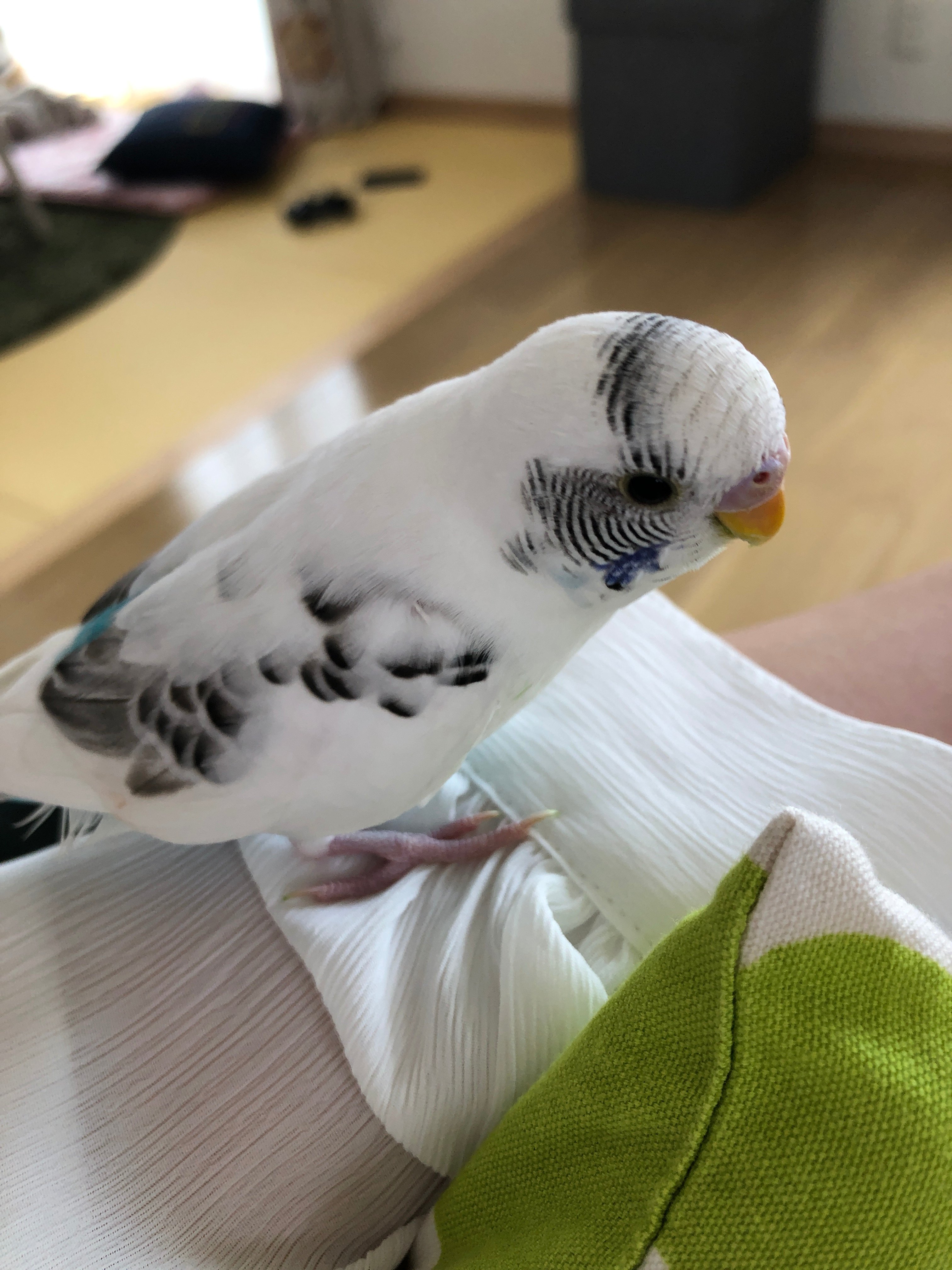チア 5 25 年5月25日16 30頃 インコを迷子にしてしまいました 手乗りでチアちゃん おはよ おやすみ等喋ります 名前チア 種類セキセイインコ ハルクイン 色 白でお腹が水色ほっぺ青 場所 長野県佐久市 長野県 佐久市 セキセイインコ ハルクイン 迷子
