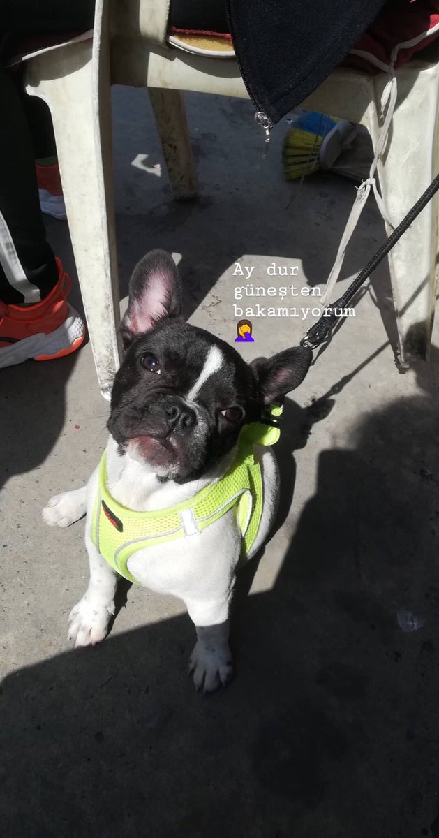 KbraCokyasar's tweet photo. Sizinle 5 ayda hayatımı değiştiren minik fareyi tanıştırmak isterim https://t.co/IAHuEiClAC