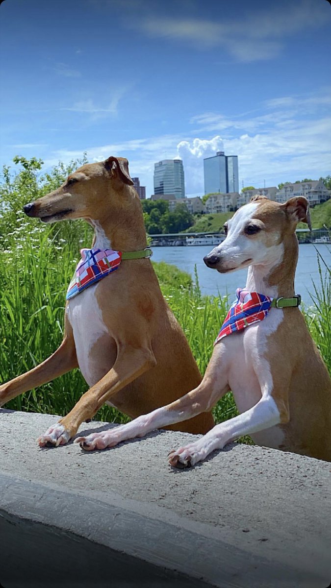 SummerAndMoose's tweet photo. #MemorialDay #knoxpups #knoxville #downtownknoxville #suttreepark https://t.co/bftB6gVDWz