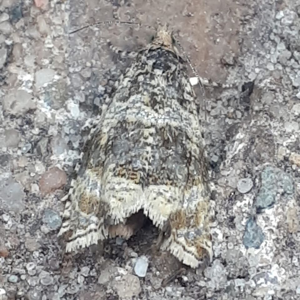 Karin_B_E's tweet photo. Vandaag (25/31) staan de #bladrollers centraal in de #meimotten maand. Op #onzeboerderij zie ik meest de oranje #anjerbladroller. Tevens hier waargenomen is de mooie zwart/witte #brandnetelbladroller en de kleine zwarte #donkeremaanmot met witte vlek.
๐ฆ #insectenopdeboerderij ๐ https://t.co/3BsHrhG9qg