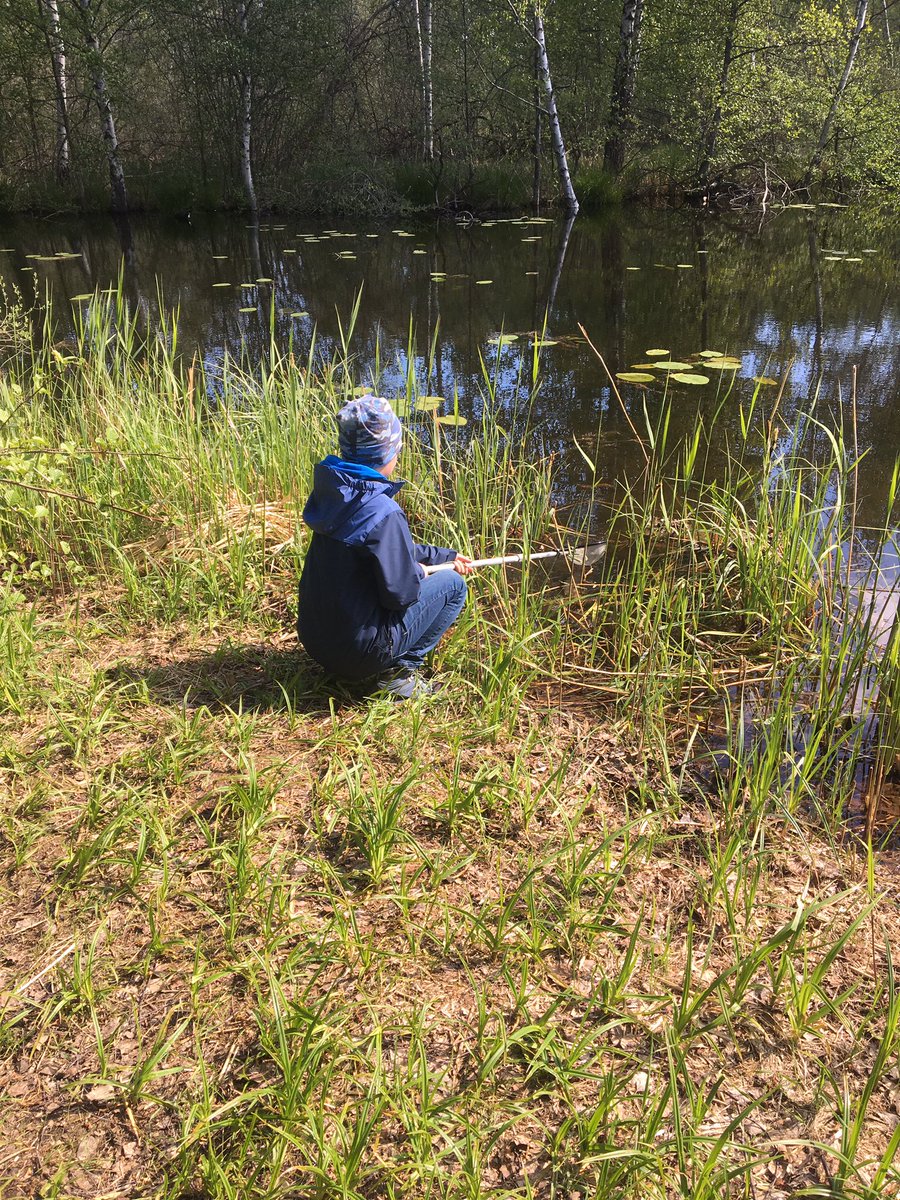 hheurlin's tweet photo. Sommarvärme! Skön dag med håvande åk 2:or. Norra Ravalen! #solskol #naturskolanisollentuna https://t.co/bxDRih4sh1