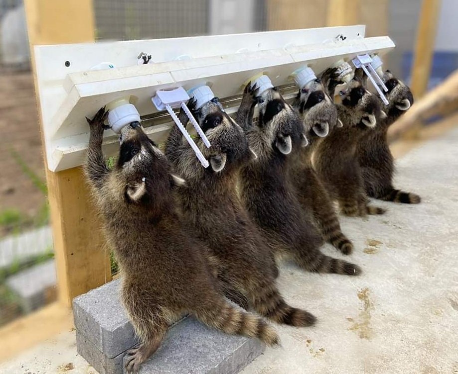 The group of four gained two siblings! They are big enough to move to the "little outdoor" raccoon cage and stay there overnight. They are being weaned off bottles and we have introduced solid foods