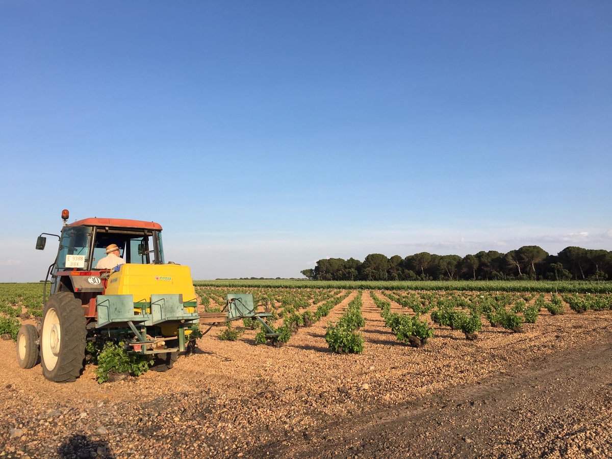 UPA Castilla-La Mancha (@upaclm) on Twitter photo #Mildiu
Tratamiento en San Clemente.
Os pasamos el enlace del Boletín de avisos de fitosanitarios de la <a href="/AgriculturaClm/">Consejería de Agricultura, Ganadería y Des. Rural</a>
pagina.jccm.es/agricul/agricu… #Mildiu
Tratamiento en San Clemente.
Os pasamos el enlace del Boletín de avisos de fitosanitarios de la <a href="/AgriculturaClm/">Consejería de Agricultura, Ganadería y Des. Rural</a>
pagina.jccm.es/agricul/agricu…