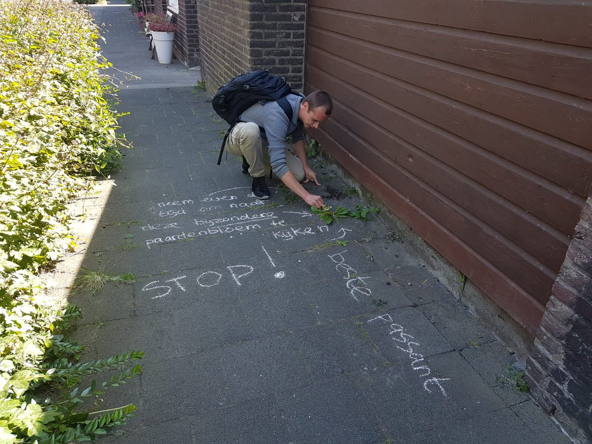 Laat je medemens de kleine, maar mooie stukjes natuur zien. CNME doet mee aan de laatste trend genaamd botanisch stoepkrijten! Doe jij ook mee?🌱🖍️

#natuureducatie #botanischstoepkrijten #stadsnatuur #biodiversiteit #Maastricht