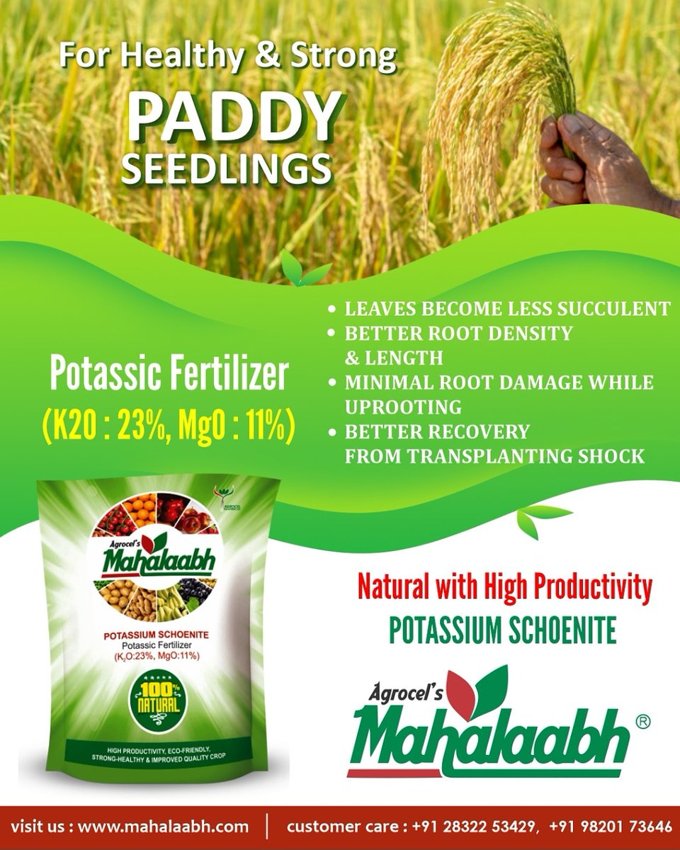 Agro_Mahalaabh's tweet photo. High performance fertilizer for bumper Paddy crop for the season !! Contact us for details.
#mahalaabh #agrocel #fertilizer #potassicfertilizer #fertigation #foliarapplication #organicfertilizer #bumpercrop #potassium #magnesium #sulphur #ecofriendly #qualityproduce #qualitycrop https://t.co/9DaB0DBLaC