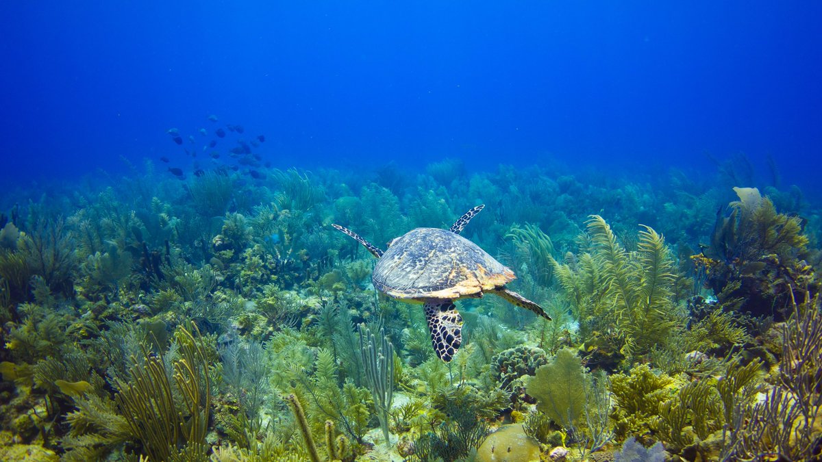 belizemedia's tweet photo. Good Morning #Belize! https://t.co/vVhnPICEn3
