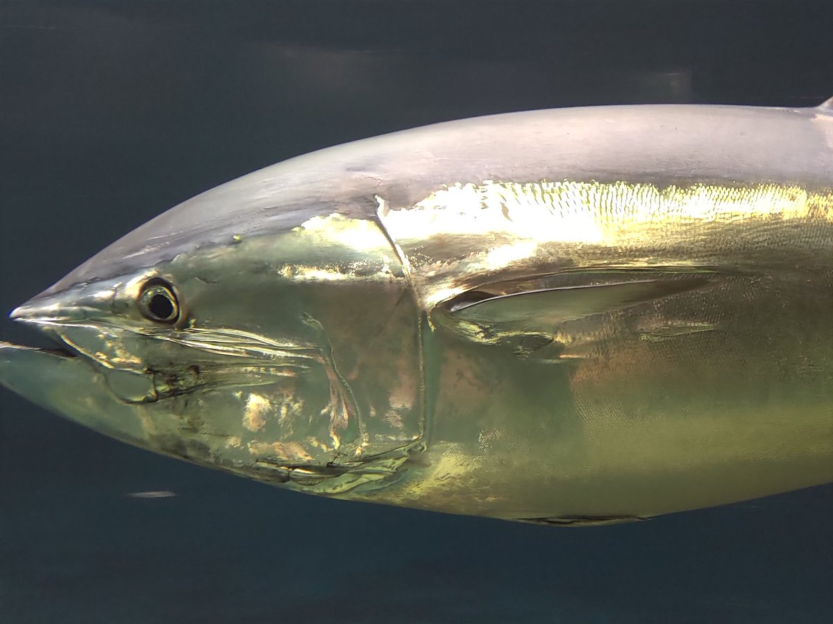 夢海 490魚種食べた人 大好き水族館 葛西臨海水族園 まずは私のホームのここですね 都内の身近な沿岸から はるか南の東京の諸島の海 深海に南極 そして世界と幅広い展示が目玉のかさりんです 格安で魚の世界旅行が出来るオススメスポットです