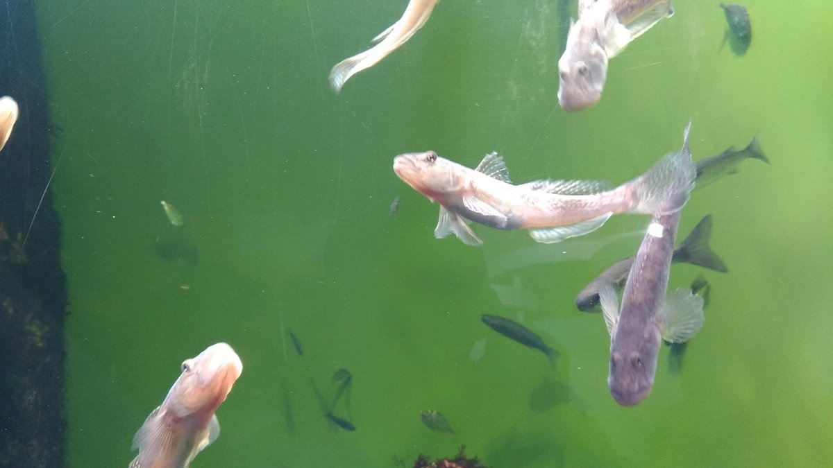 夢海 490魚種食べた人 大好き水族館 葛西臨海水族園 まずは私のホームのここですね 都内の身近な沿岸から はるか南の東京の諸島の海 深海に南極 そして世界と幅広い展示が目玉のかさりんです 格安で魚の世界旅行が出来るオススメスポットです