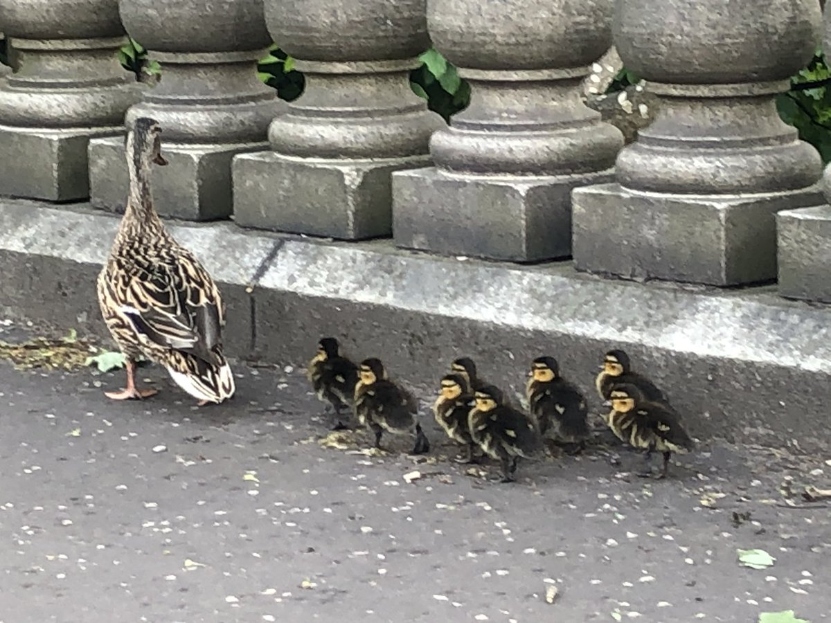 Anyway, total drama on the way home. This mum and her ducklings had lost their way and were trying to get back to the river.