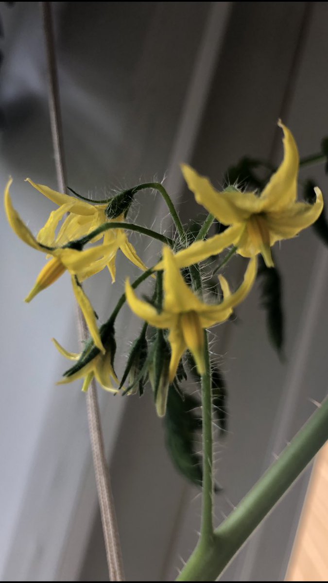 piarnning's tweet photo. Min tomatplante har fått blomster og jeg er litt stolt 😍 #minførste #cherrytomat https://t.co/YEC5xCzNvD