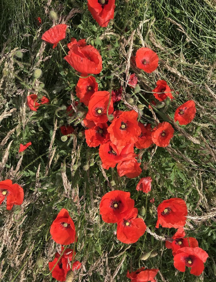 It is Memorial Day in the US today. For the fallen: lest we forget

#MemorialDay