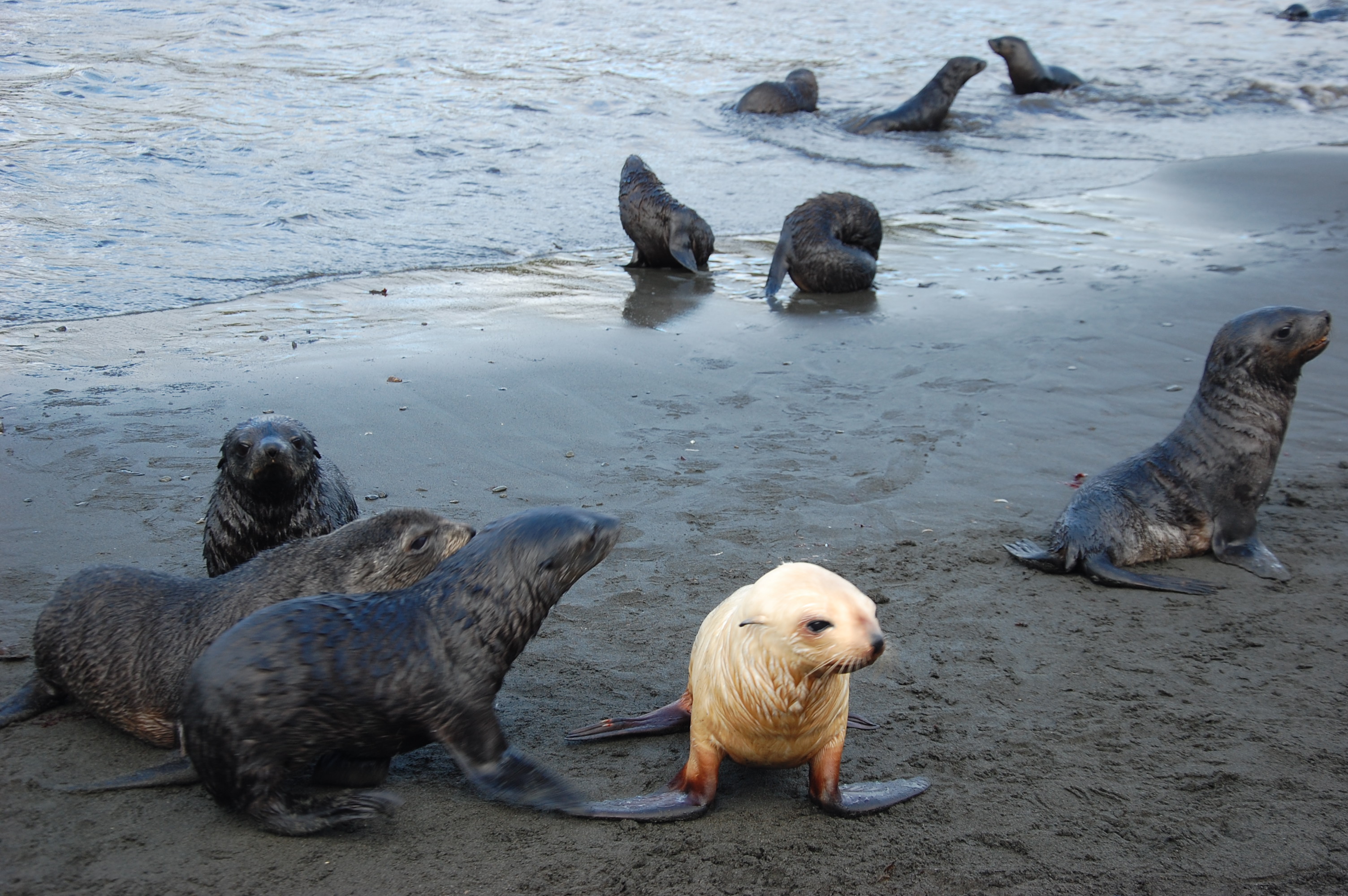 Arctic Kingdom on Twitter: "Have you ever seen a baby albino sea lion?  https://t.co/AfcUhiLw1H" / Twitter