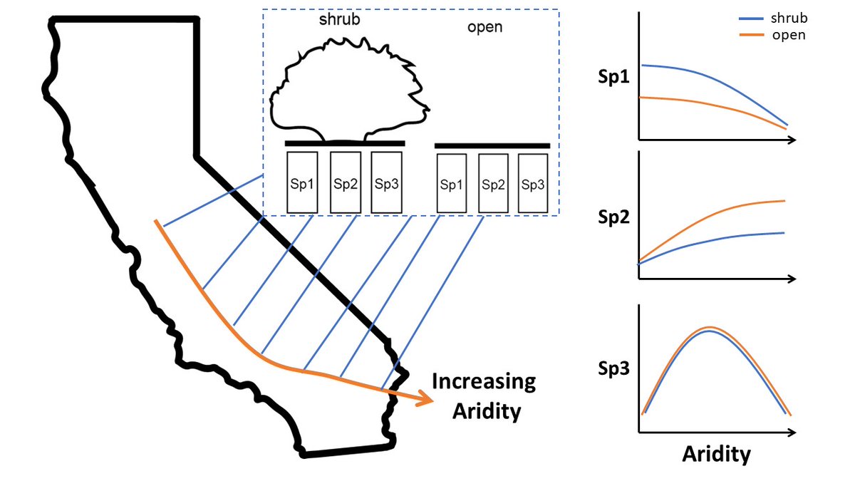 Whew! Our paper is out examining plant interactions across deserts in California  @JVegSci  @cjlortie  @mfwestphal  https://onlinelibrary.wiley.com/journal/16541103