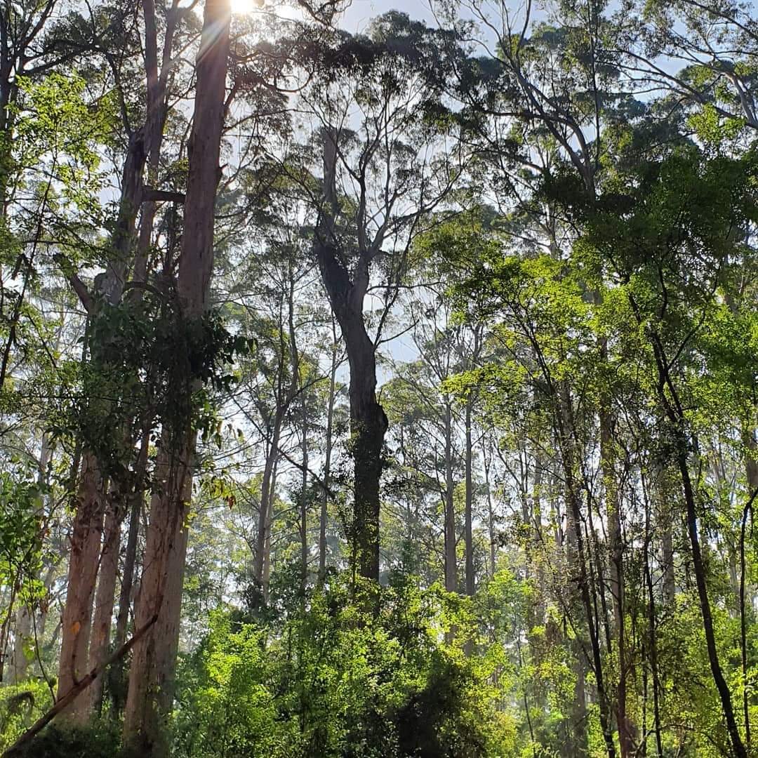 waforests's tweet photo. #treenbrook #karri forest #pemberton #SWAustralia being clearfelled by @fpcwa #forestsforlife not one-off woodchips. Let @Davekellymp @walabor know: https://t.co/RnbyXQFW9Z https://t.co/LHM7GiZ2oo