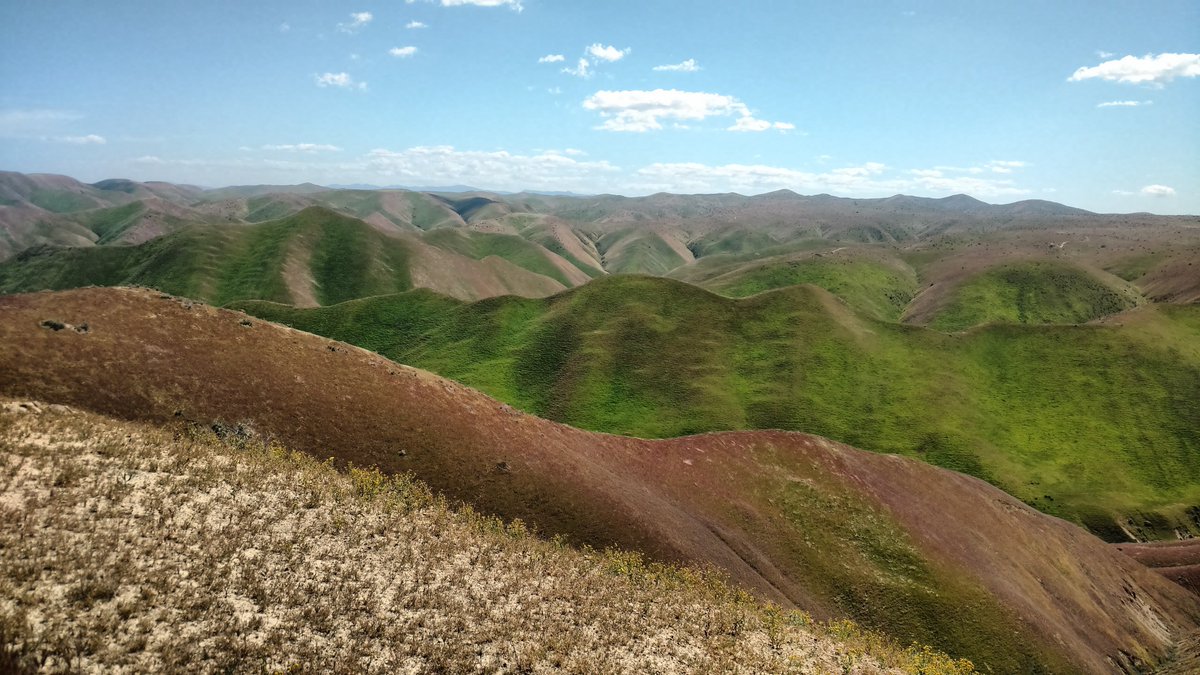 The experiments starts up at Panoche Hills, east of SF and in the central valley. I had been working out here for a few years already. Not pictured here, loads of Ephedra