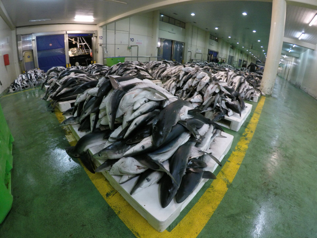 StopFinningEU's tweet photo. #Sharks are extremely sensitive to unsustainable #fishing methods as they reach sexual #maturity much later in life. Female whitesharks are mature at age 33, males at 26 according to @NOAAFish_NEFSC. Help us to save sharks: https://t.co/kFxVj7W6yW #stopfinning
Photo: W. Koch https://t.co/TWsuY5MV7p