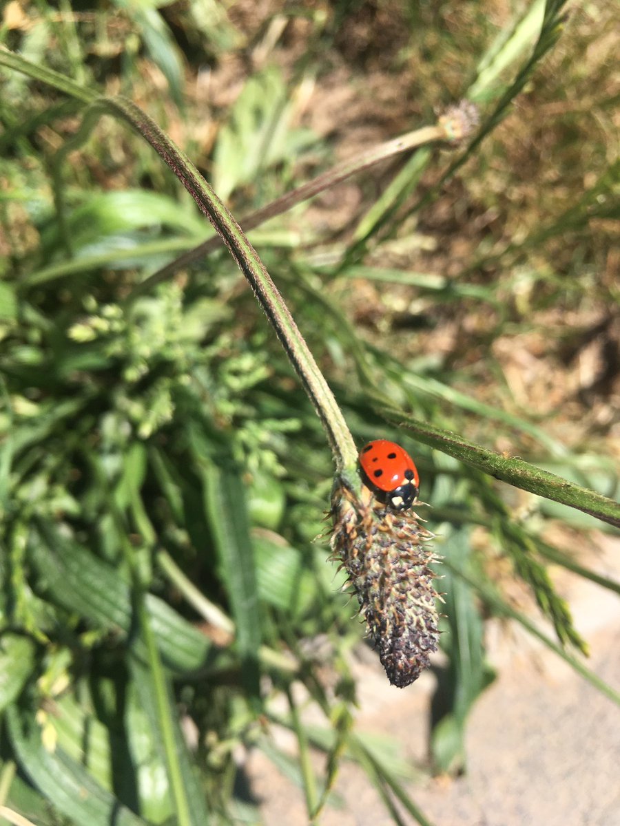 WeDigNg9's tweet photo. On the verge today I
#nomowmay #nomie #nospray #organic #saveourverges #roadverges #keepwildnearby #urbangreening #greeningthegrey #wildflower https://t.co/Ii9PzefVth