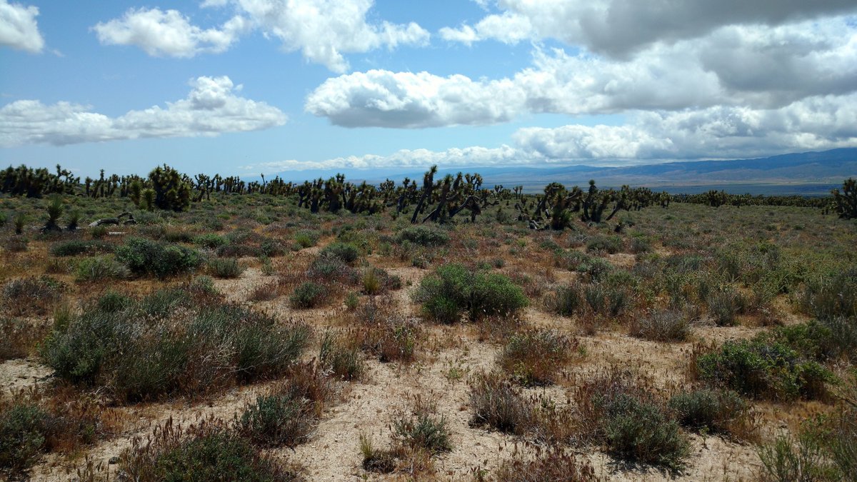 Heading Southeast means increasing continental and also aridity. All these sites had loads of Ephedra shrubs and became increasingly drier and with greater temperature variation. Here are what some looked like