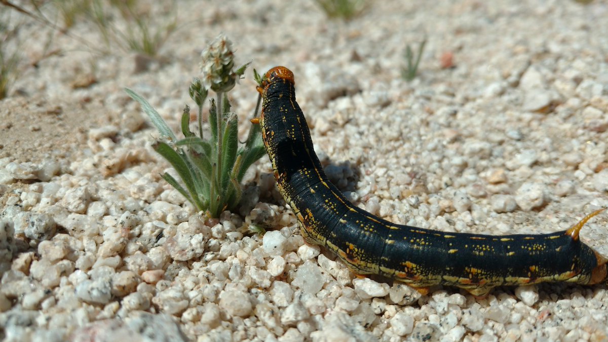 We seeded 3 plant species at each site. By controlling which plants were there, we aimed to get a better signal of plant responses. Here is one of my plants (Plantago) being eaten by a hungry caterpillar