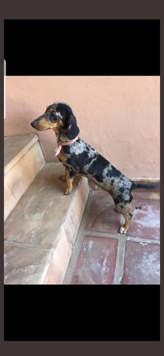 santiaguilerab's tweet photo. Se perdió nuestra perrita Loli en el Barrio Molino - Luque! RT por favor!! @oscar_marandu https://t.co/el593q6Q0I