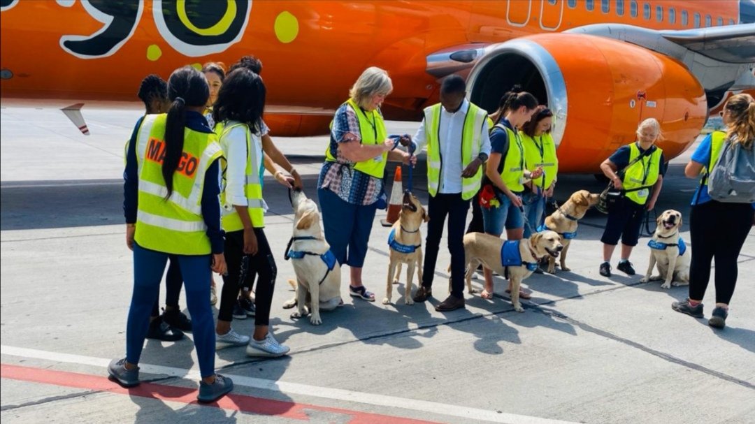 FlyMangoSA's tweet image. If there is anything we look forward to once we resume operations, it&apos;s training sessions with our fur buddies. 
We have a formidable team of instructors who train guide puppies and familarise them with the airport environment.

#GoMango
#mangostaff
#guidedogtraining