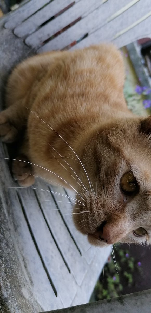 x-biohazard tweet media