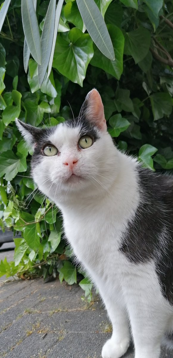 x-biohazard tweet media