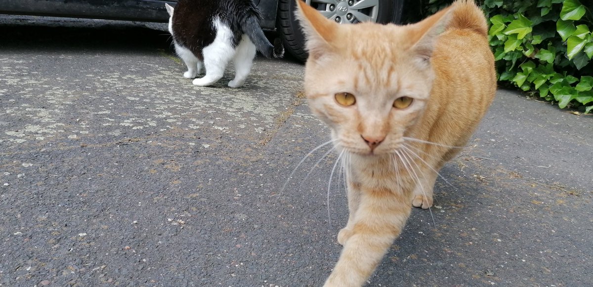 x-biohazard tweet media