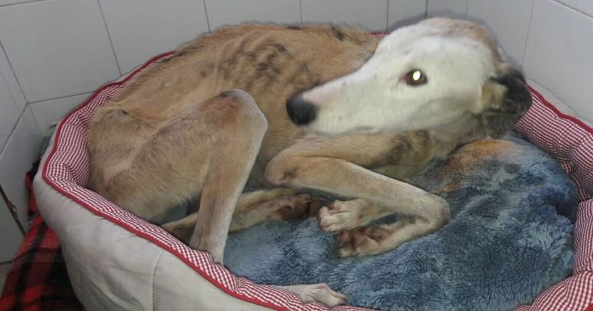Het is inmiddels mei maar het dumpen van galgo's gaat gewoon door...In Castilië en León werd kort geleden een uitgehongerde galgo op straat gevonden. Waarschijnlijk was zij té traag of voldeed door een andere reden niet aan de eisen van de jagers.
wamiz.es/noticias/22790…
