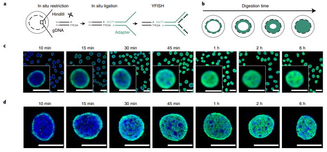 GirelliGabriele's tweet photo. 1/6 #GPSeq (Genomic Loci Positioning by sequencing) exploits restriction enzyme diffusion from the nuclear periphery to build growing bands of restricted chromatin. Both #widefield and #STED #microscopy 🔬 confirm the expected concentric band profiles. https://t.co/buJ1Y1kMWS