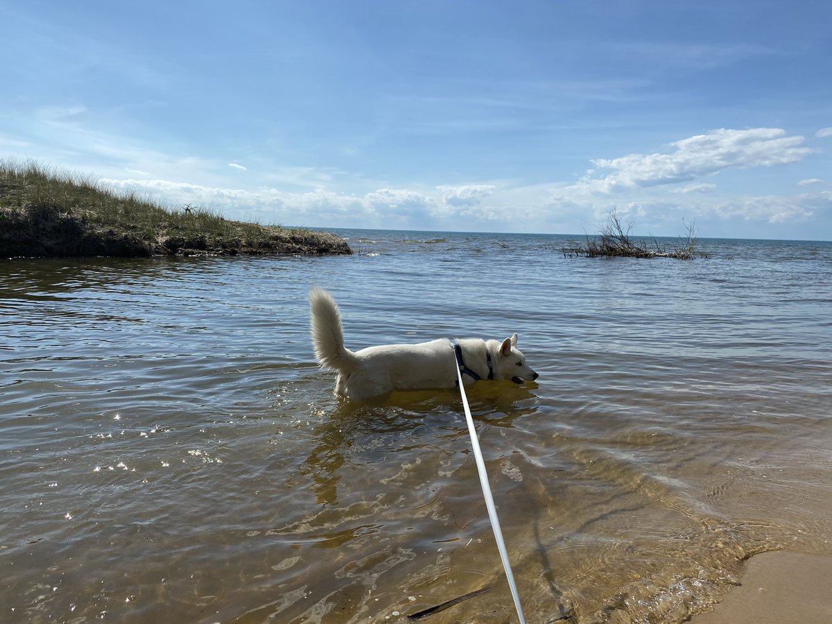 BruceOBrienMI's tweet photo. Took Shelby to the tip of the thumb to have her first experience in Lake Huron yesterday while enjoying @MiStateParks at Port Crescent SP for their #mistateparks100. These adventures will never get old. https://t.co/cc5tFAUiqh