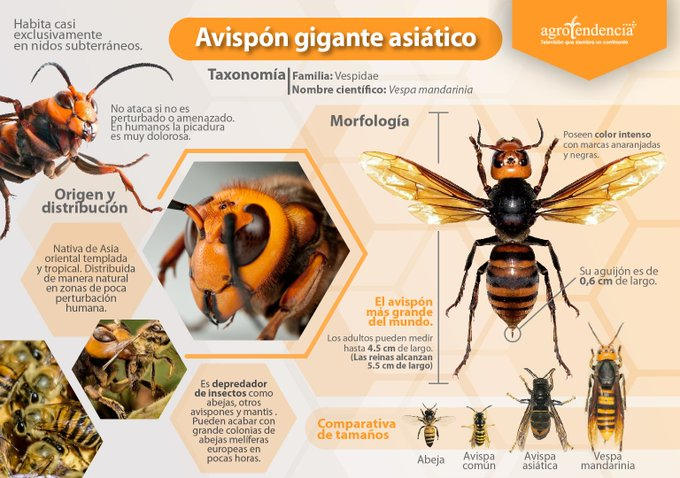 agrotendencia's tweet photo. Seguramente has oído hablar en los últimos días sobre los avispones gigantes asiáticos🐝

🔎Recopilamos las características más significativas de este insecto. Como la gran mayoría de los animales, estos no atacan si no son perturbados o amenazados

🔄❤ https://t.co/N5XAwupcM6
