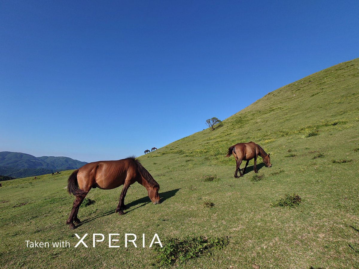 Sony Xperia Russia tweet media
