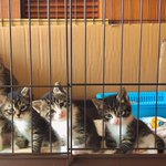 すぐにでもお迎えに行きたくなる猫の親子のシンクロ写真に8千人がメロメロ