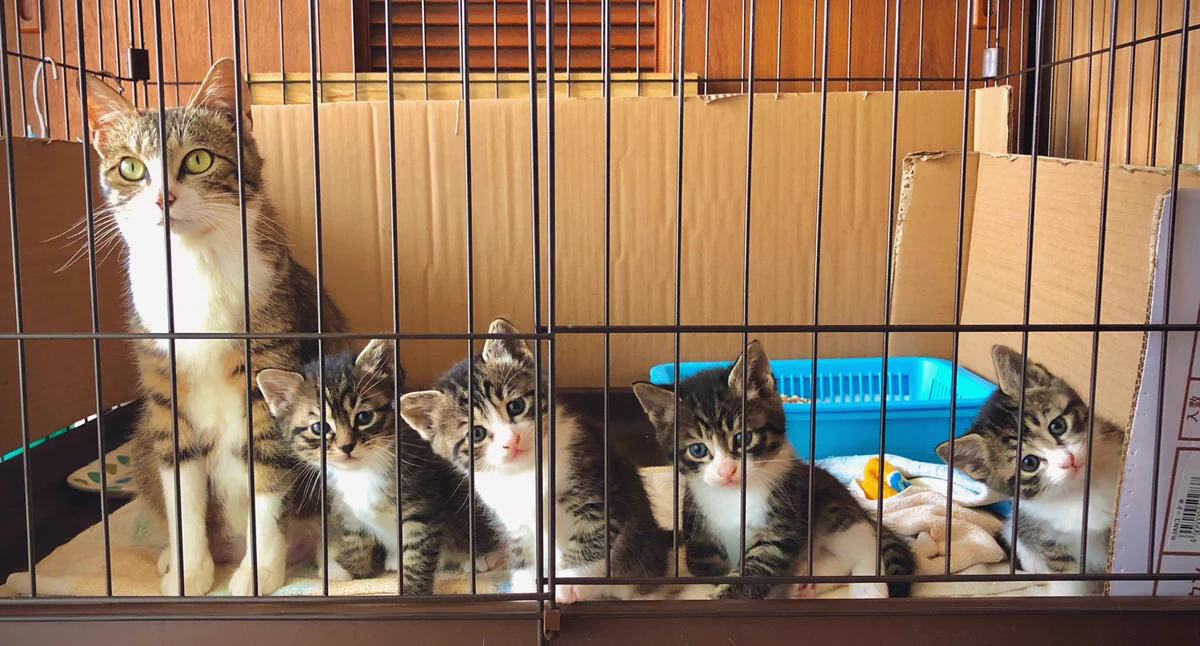 すぐにでもお迎えに行きたくなる猫の親子のシンクロ写真に8千人がメロメロ