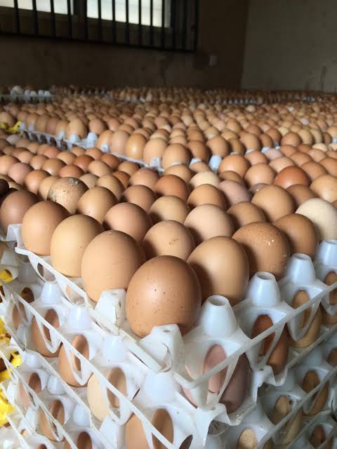 AdewuniFarms's tweet photo. We supply fresh eggs to any part of Nigeria in large quantities.....  Call 08099226390 https://t.co/HilaN25OTw